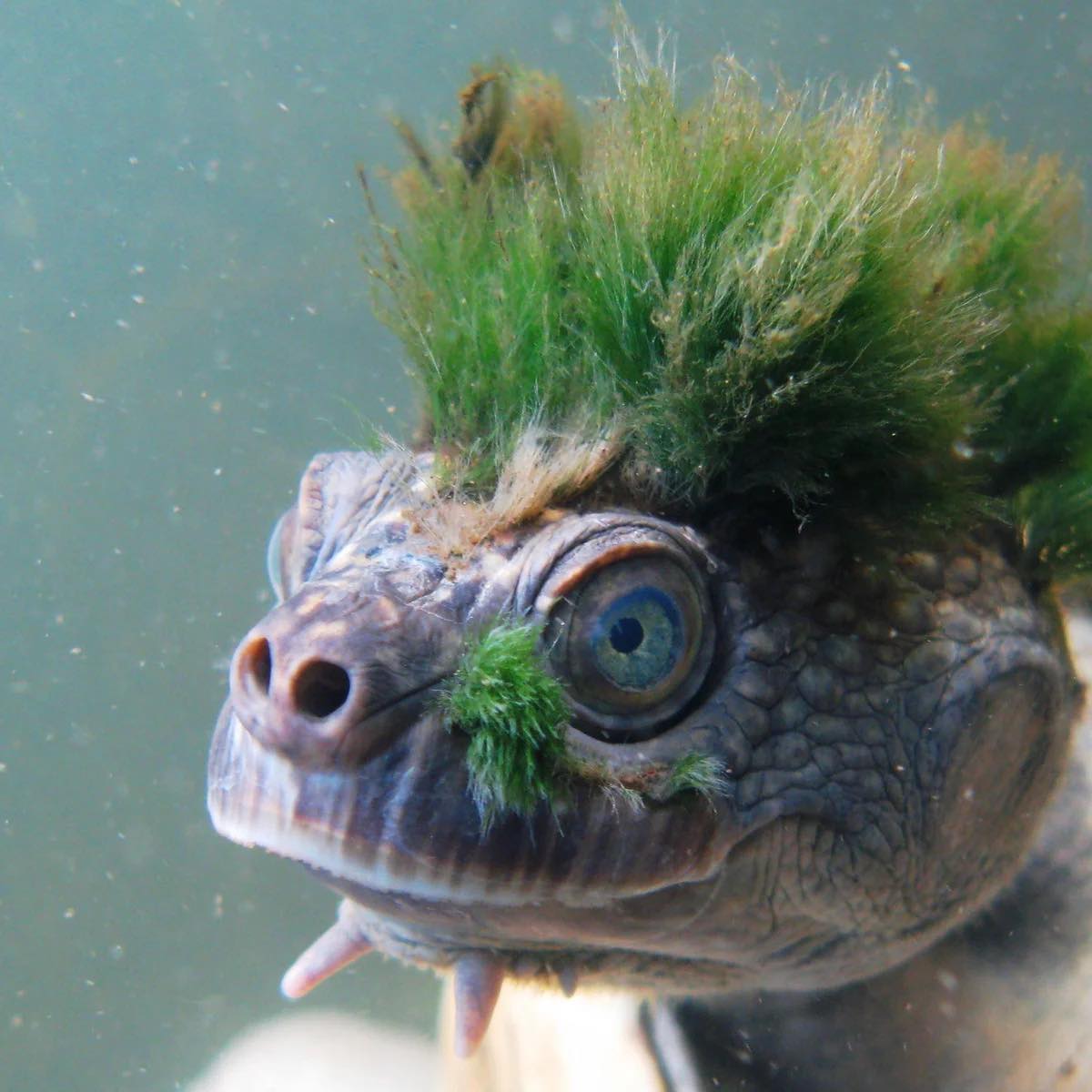 Planet+ - The Mary River Turtle is occasionally informally referred to ...