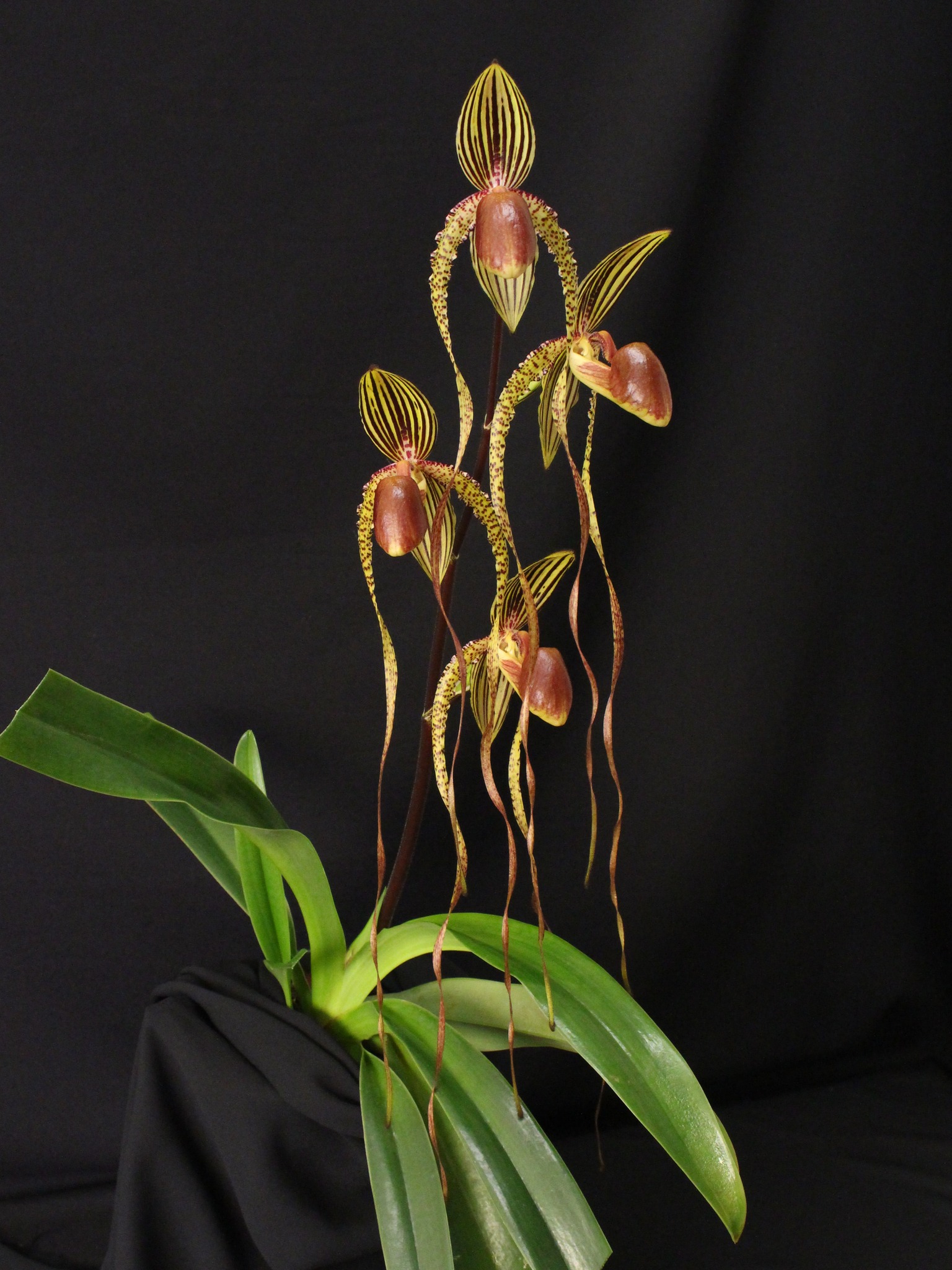 Paphiopedilum Prince Edward of York. (rothschildianum x