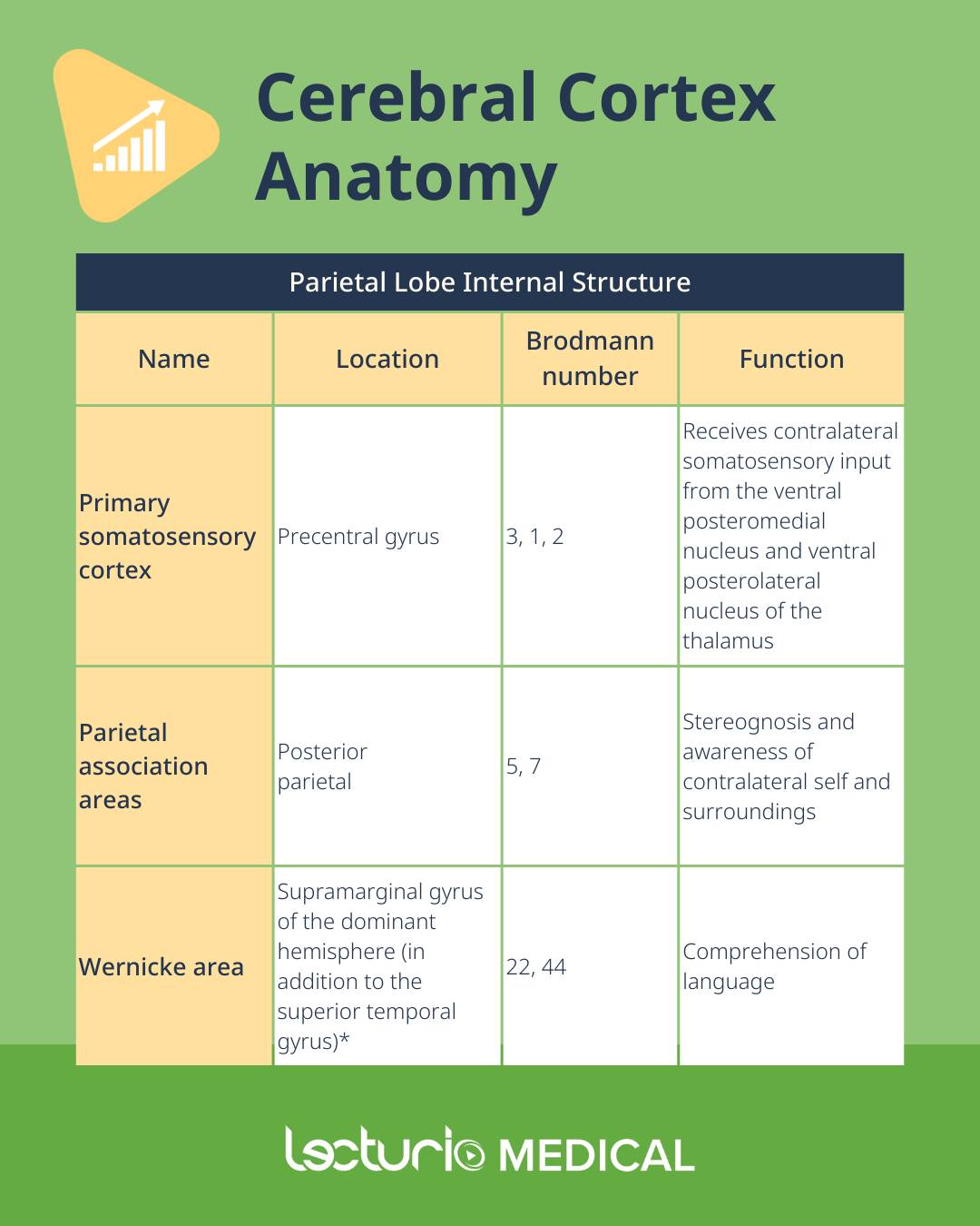 🧠 Cerebral Cortex: Anatomy & Function... - Lecturio Medical | Facebook