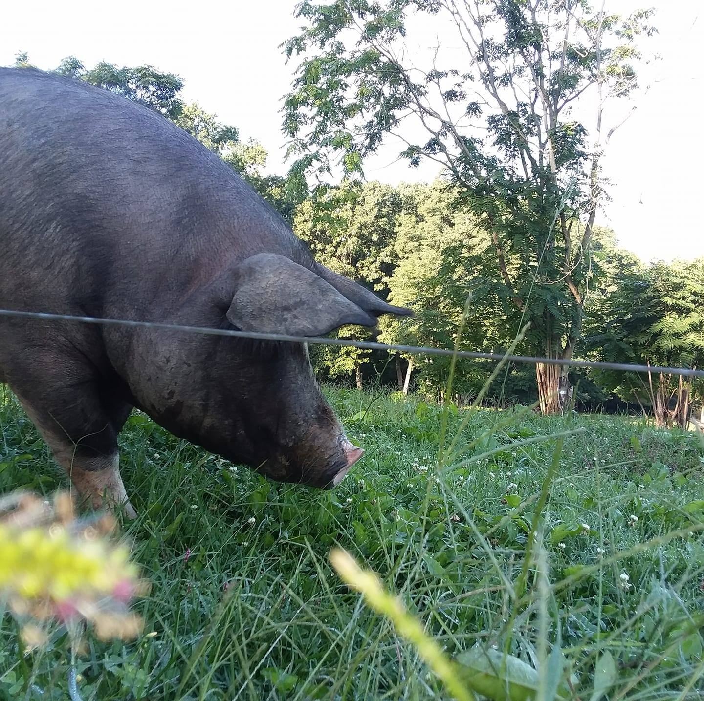 Dustin has decided that the... - Pig Hollow Farm LLC | Facebook