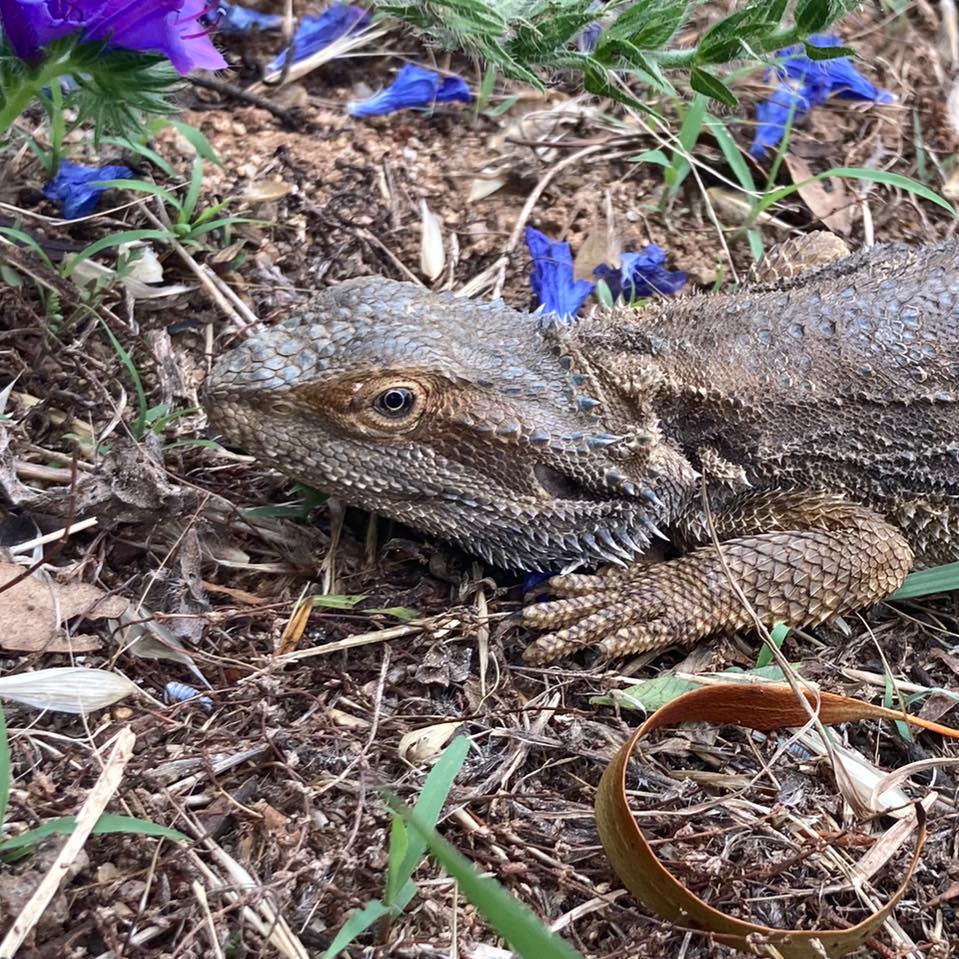 Cod & Gecko | Cowra NSW