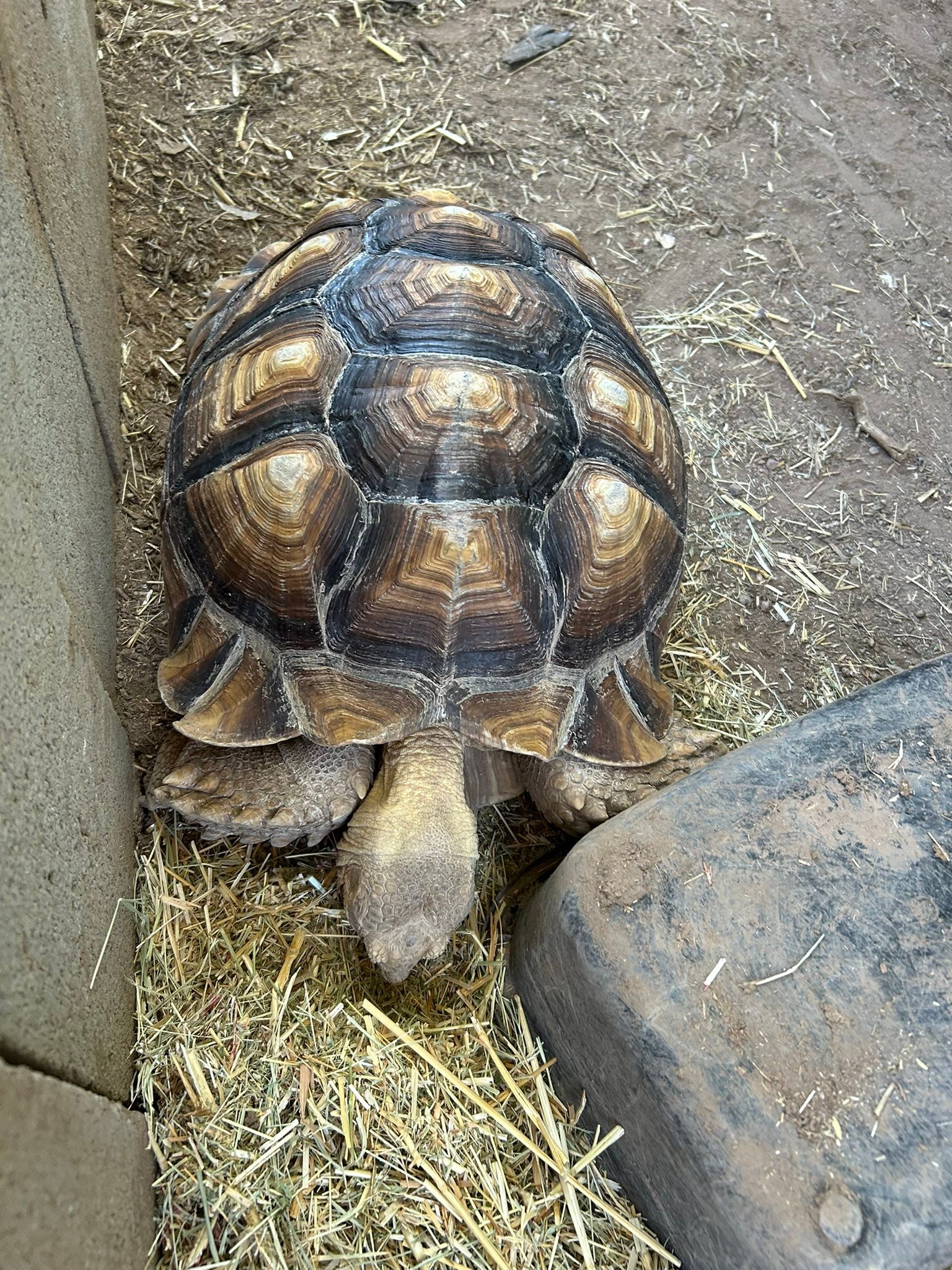 Another... - Southern Arizona Reptile Rescue & Education | Facebook