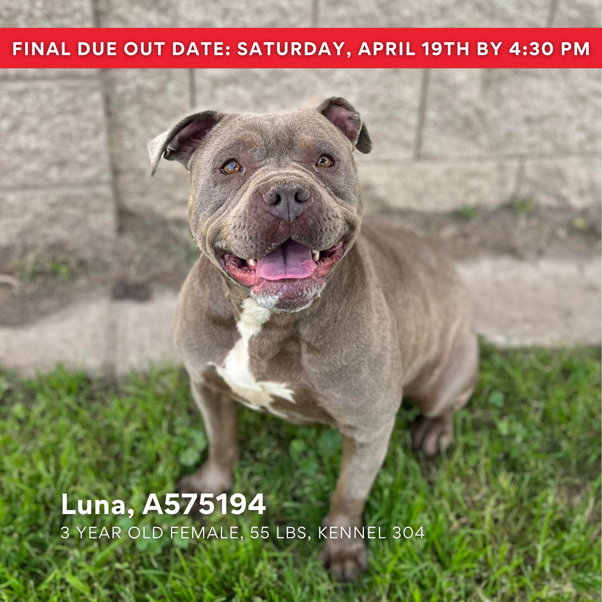 Urgent dog adoptions needed by April 19th at Stanislaus Animal