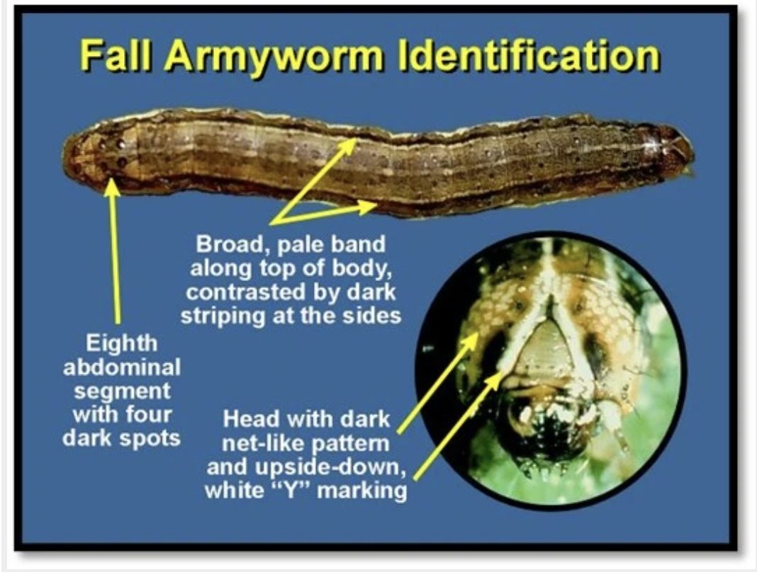 Craig - We have had some reports of Armyworms in and around the county ...