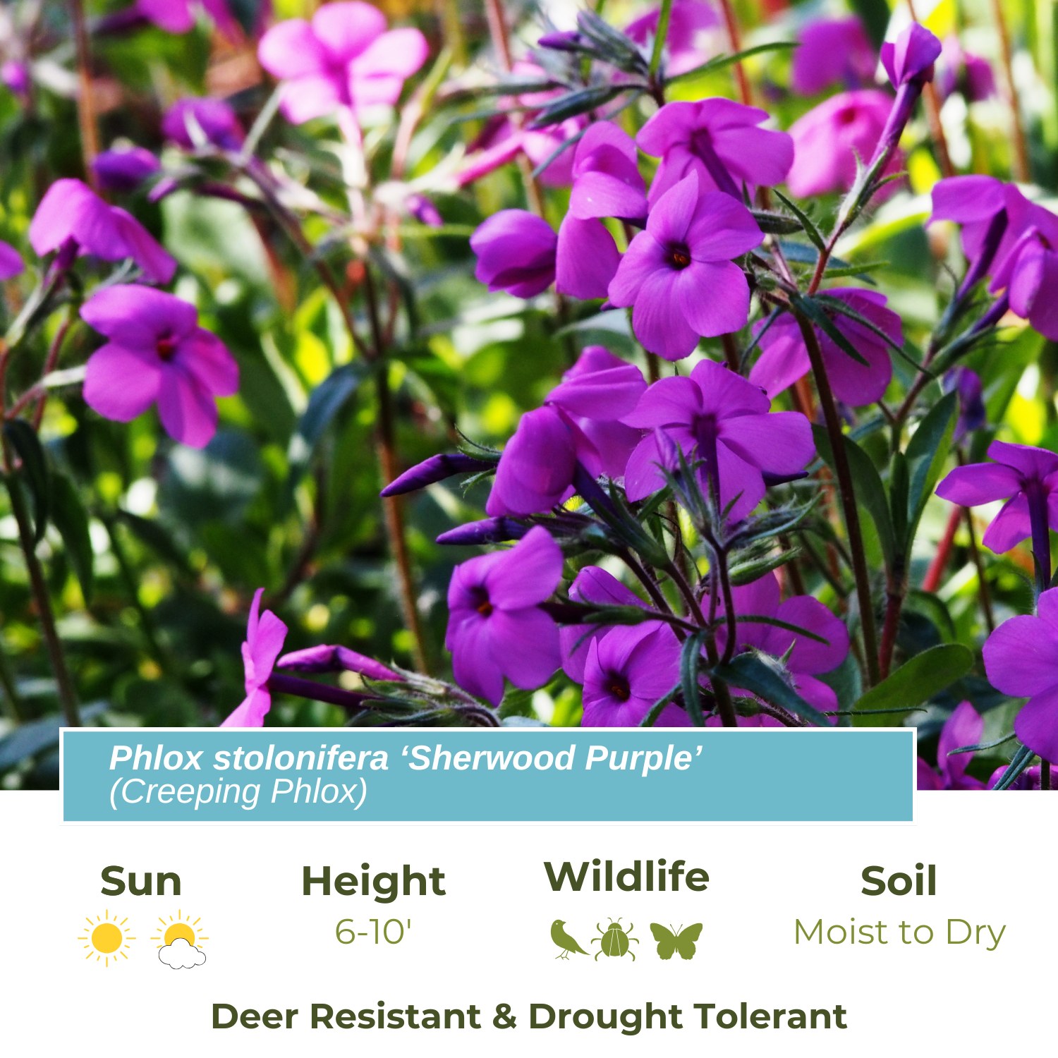 Lower - Looking to add a lush, evergreen groundcover to your garden? 🌿