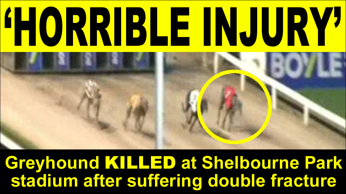 Ban Bloodsports - A greyhound who was killed after... | Facebook