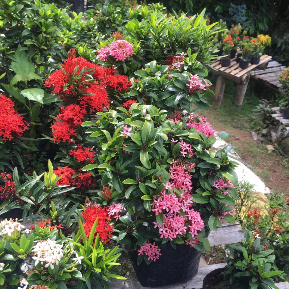 Assorted plants... Indoor & Outdoor Plants For Sale Cebu