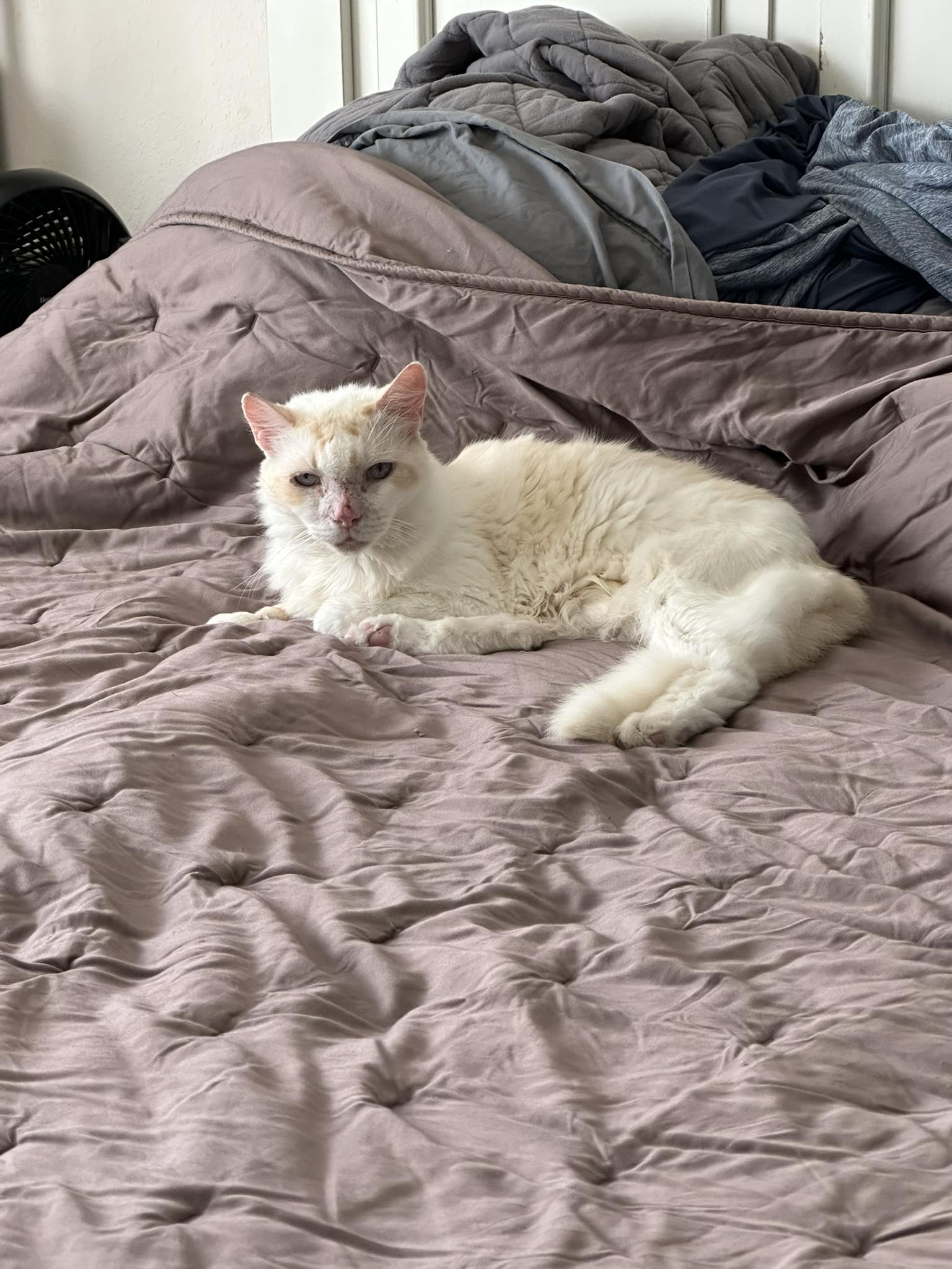 Jamie Lynn　「Sleeping Cat」　157 Snowy the lazy lover kitty on his vintage bed frame 😍 #whitecats