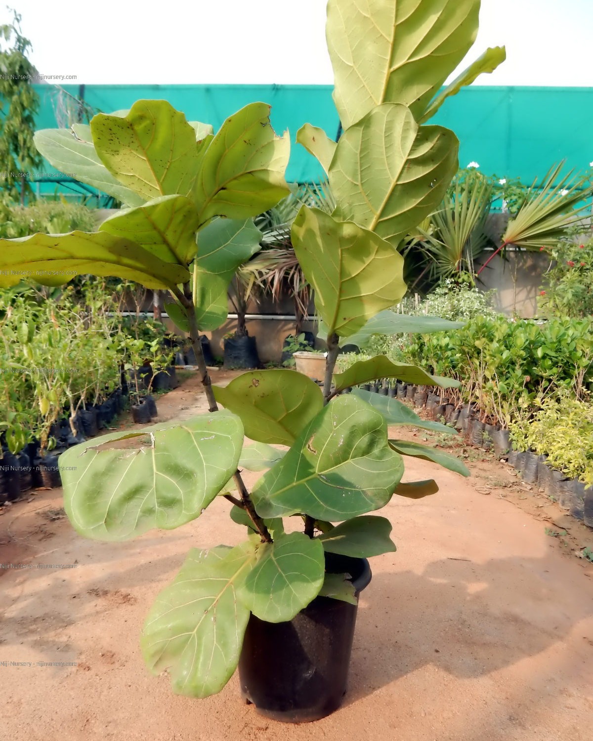Niji - Do you know! A very common houseplant, ficus is usually grown ...