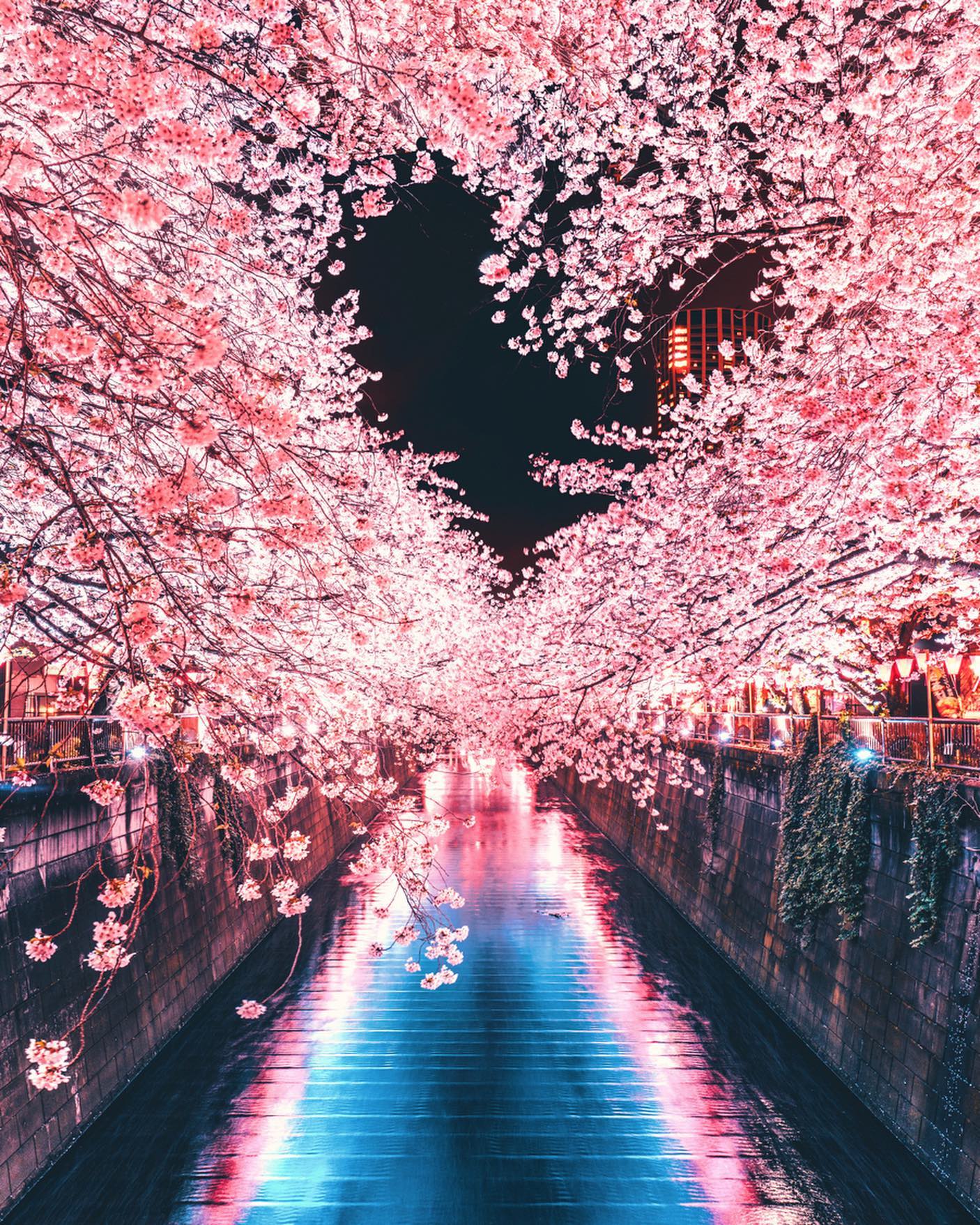 meguro river cherry blossoms promenade