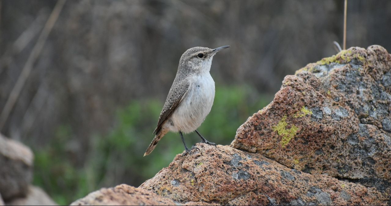 Join MTRP Trail Guide and... - Mission Trails Regional Park | Facebook