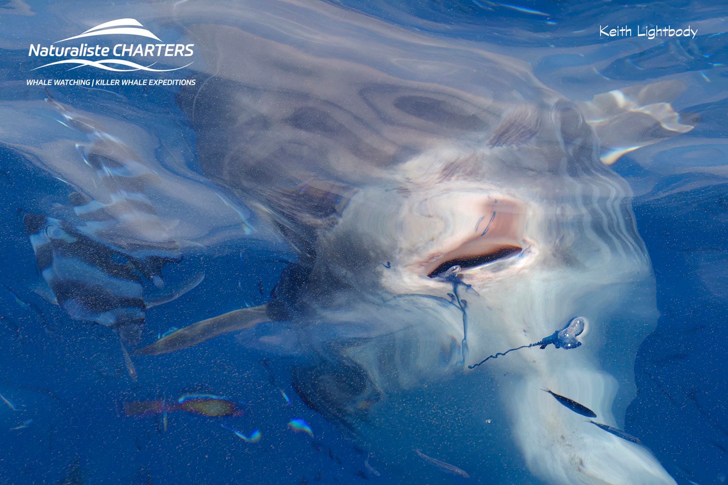 Naturaliste - Sunfish appreciation post! ☀️🐟 The oceanic sunfish (Mola ...
