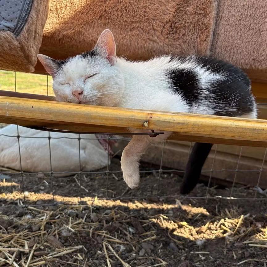 🆘 👁️ And today’s... - Stray Cat Rescue Team West Midlands. | Facebook