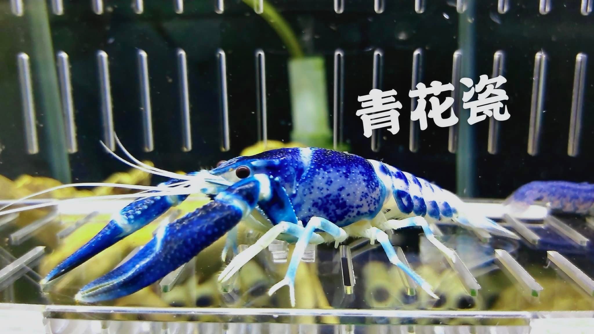 螯蝦專賣店 - 特價出售⁉️ 青花瓷 ，有別於純藍純色的美，藍白相間如同藍白拖一直是台灣人的最愛💙🤍🖤... | Facebook