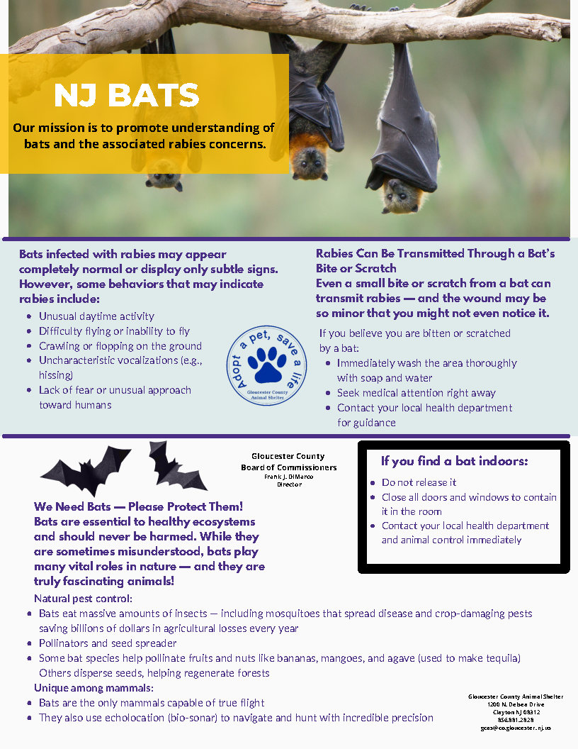 Gloucester - 🦇 Did you know bats play a vital role in our ecosystem ...