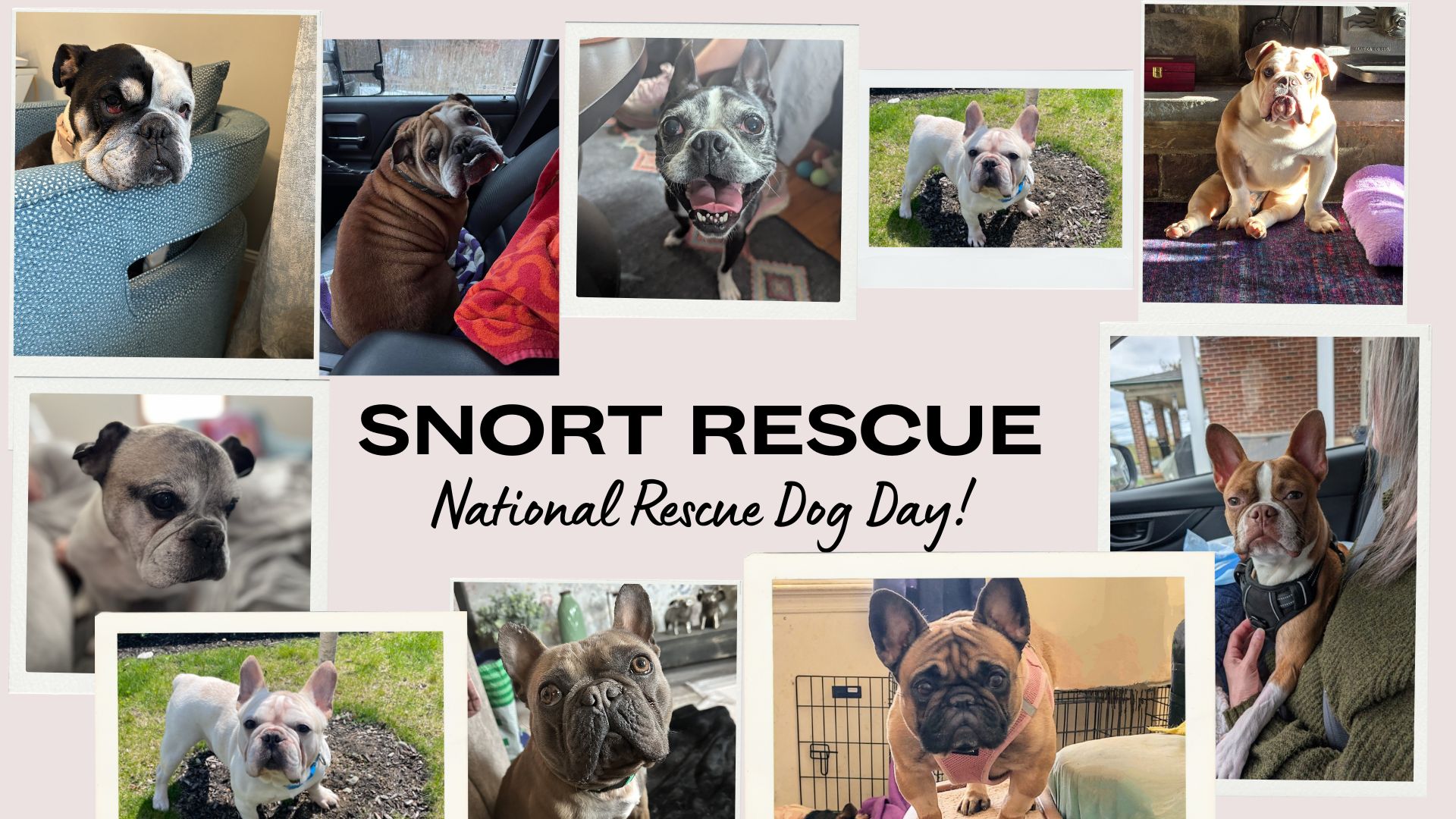 SNORT - Did you know its National Rescue Dog Day? Rescue isn't always ...