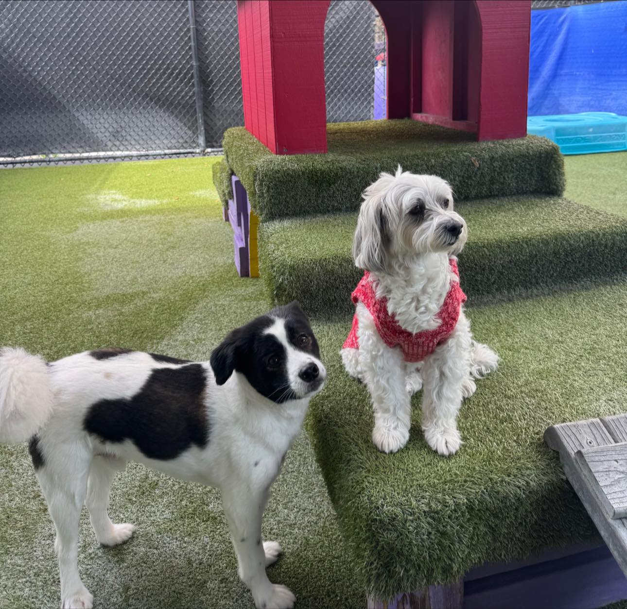 Beaches Jet Set Pets | Jacksonville Beach FL