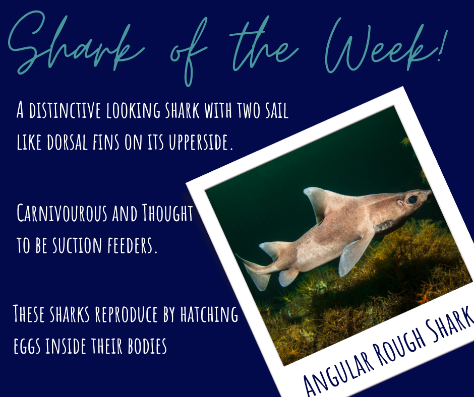 Its Wednesday, which means its the... - Shark School Kernow