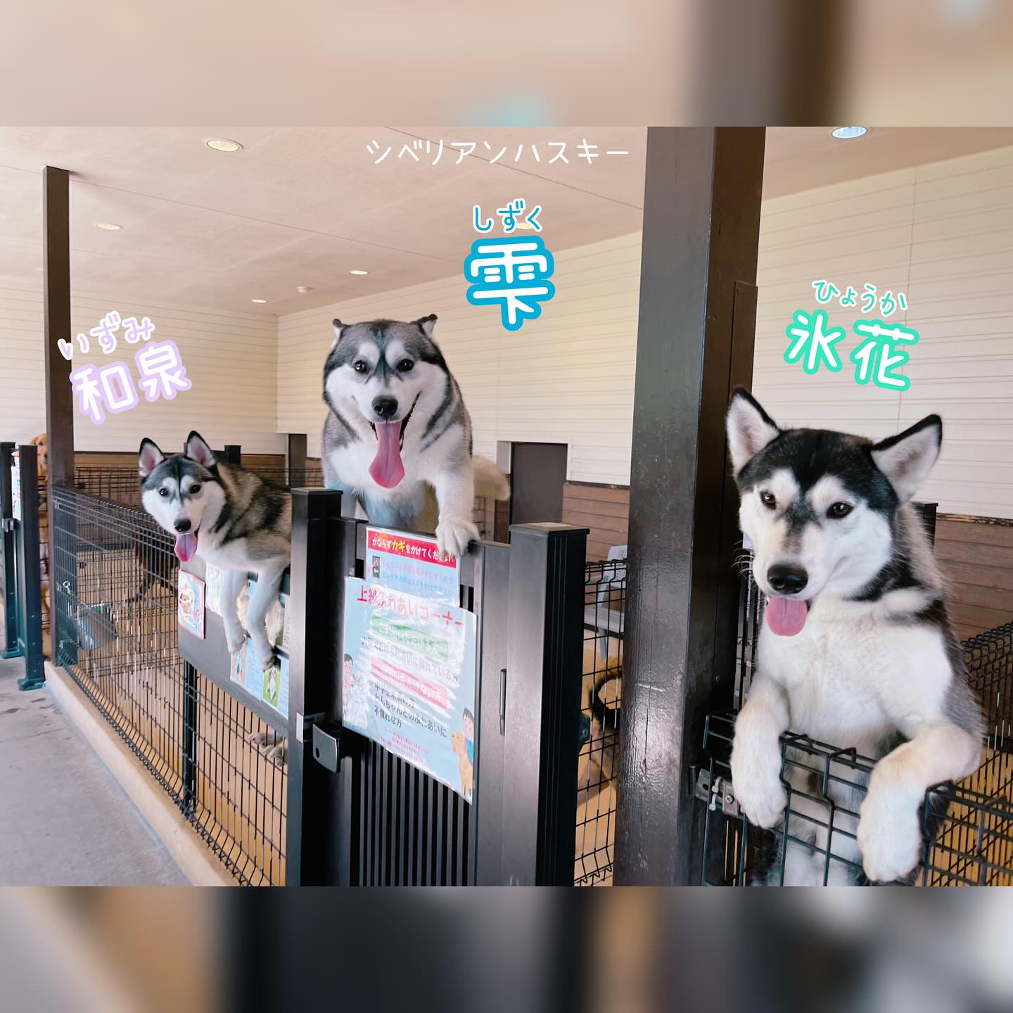 世界 の 名犬 牧場