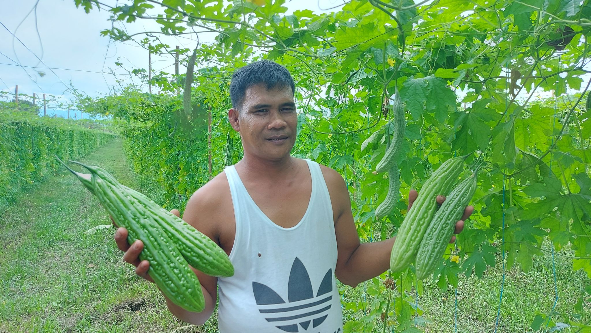 Farm-Ready GG Seedling Corporation - Si Ka Ronel Jimenez ay nakaaani ng ...