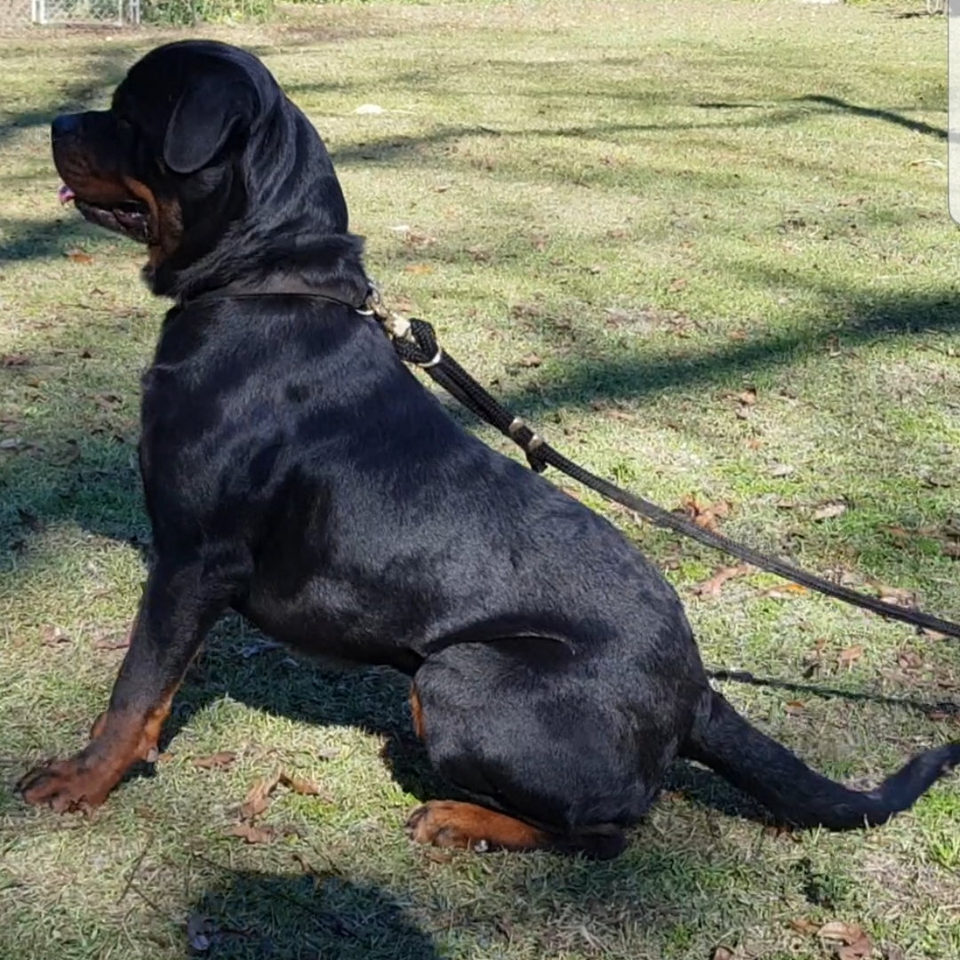 #MorroIronRottVomHauseIvey…#Rottweiler | MillCoop Famlay
