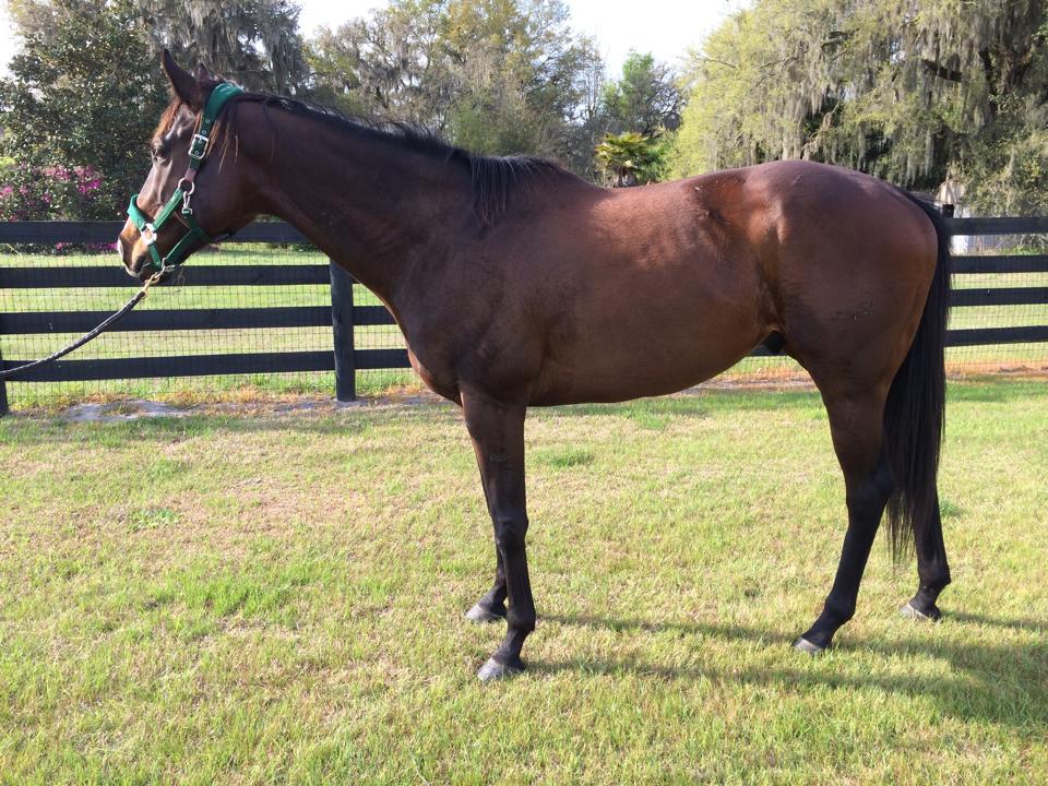 Double Rock Thoroughbred Rescue