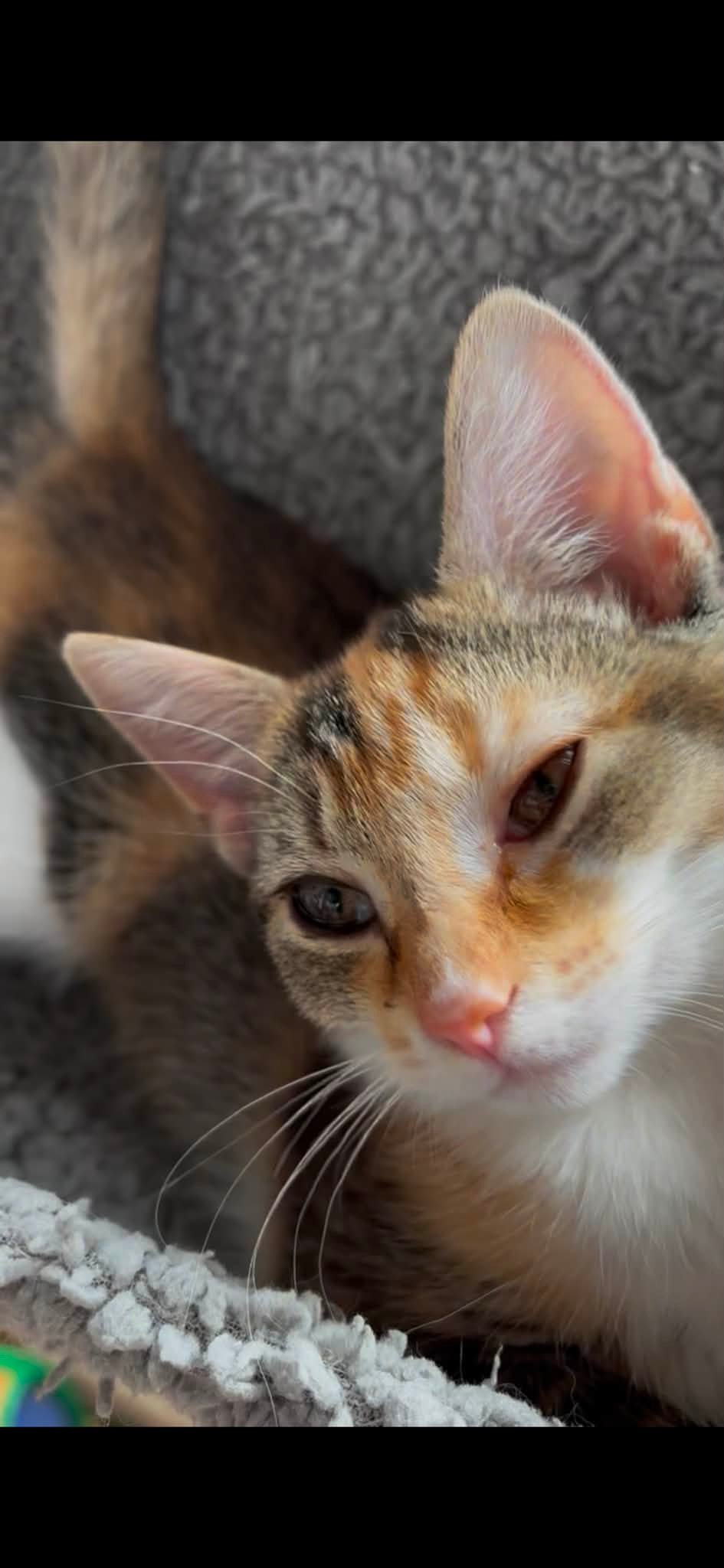 KrazyKats Kitty Rescue added a - KrazyKats Kitty Rescue