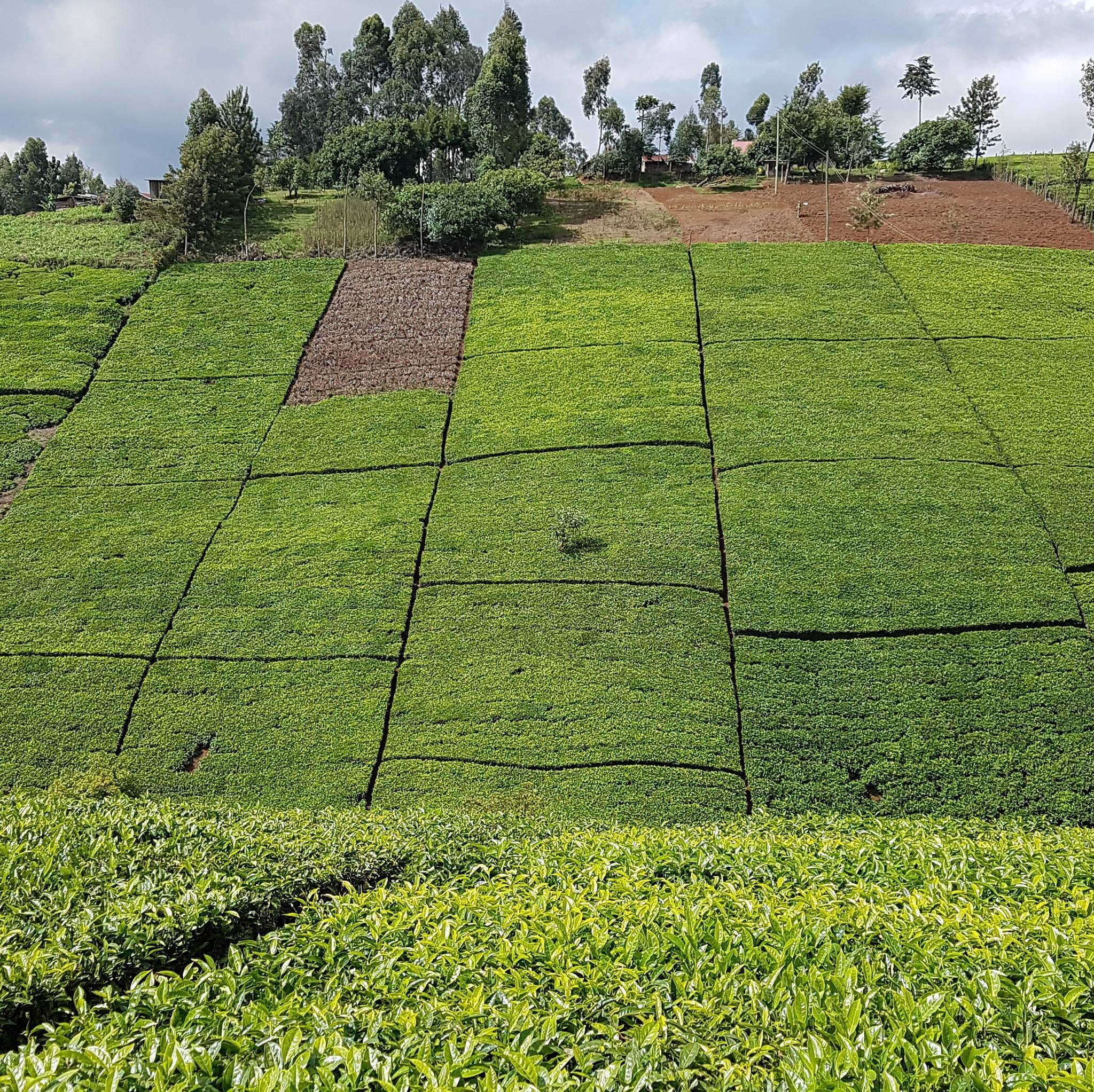 Muguga Farm | Kiambu