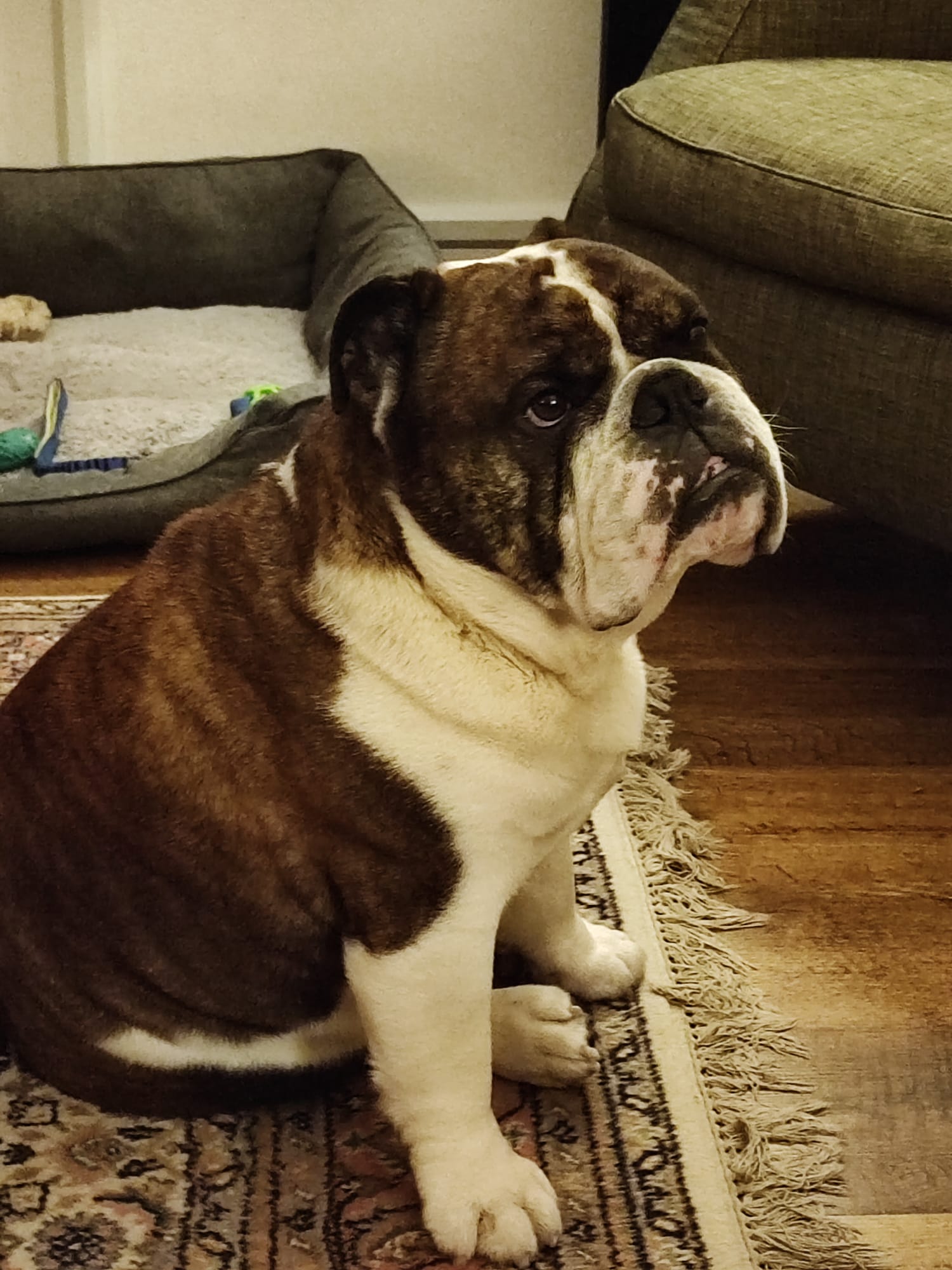 Bullenhuisje - Jake is goedaardig en heeft interesse in mede honden ...
