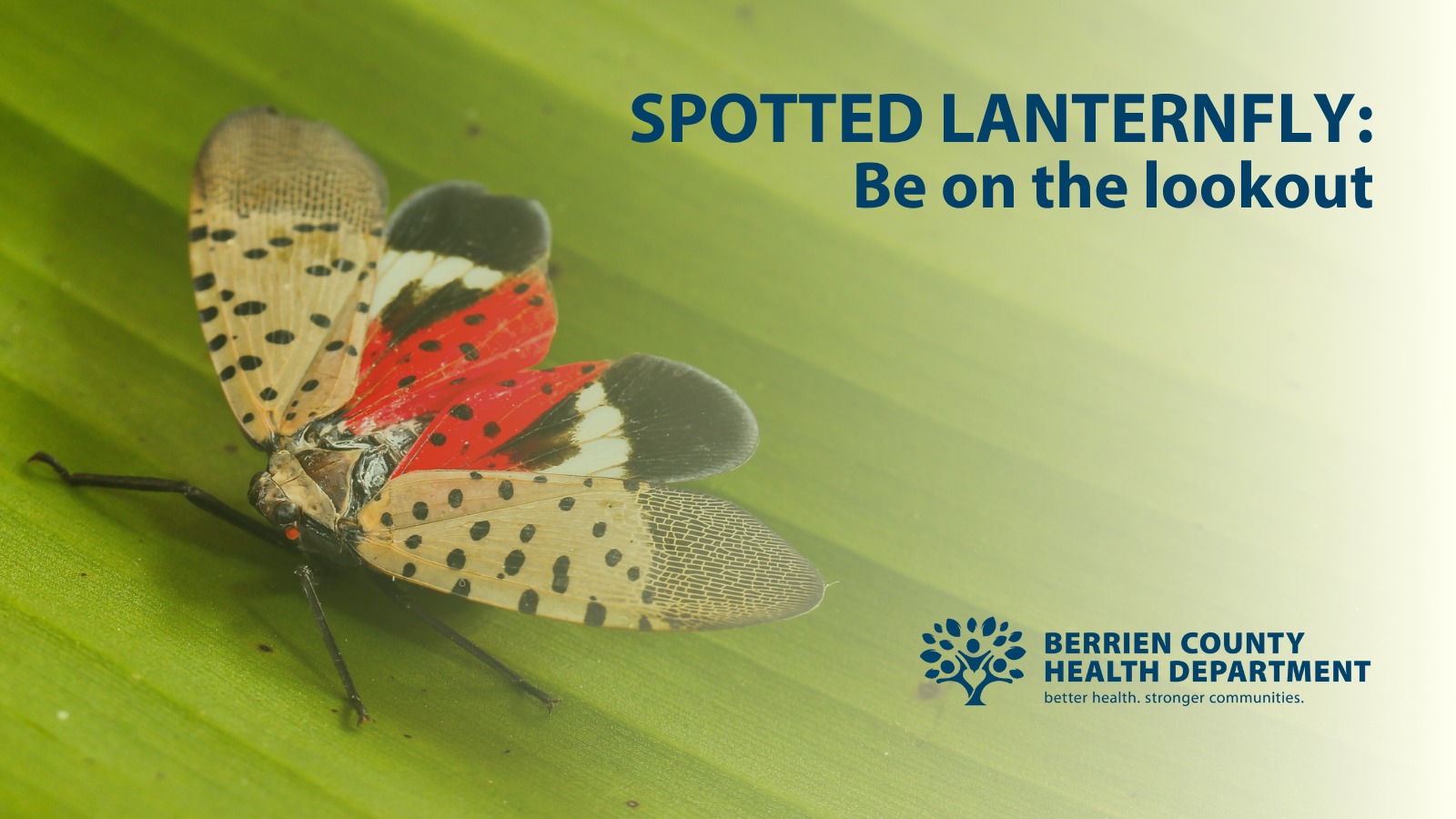 Berrien - Have you seen a spotted lanternfly (pictured below) in ...