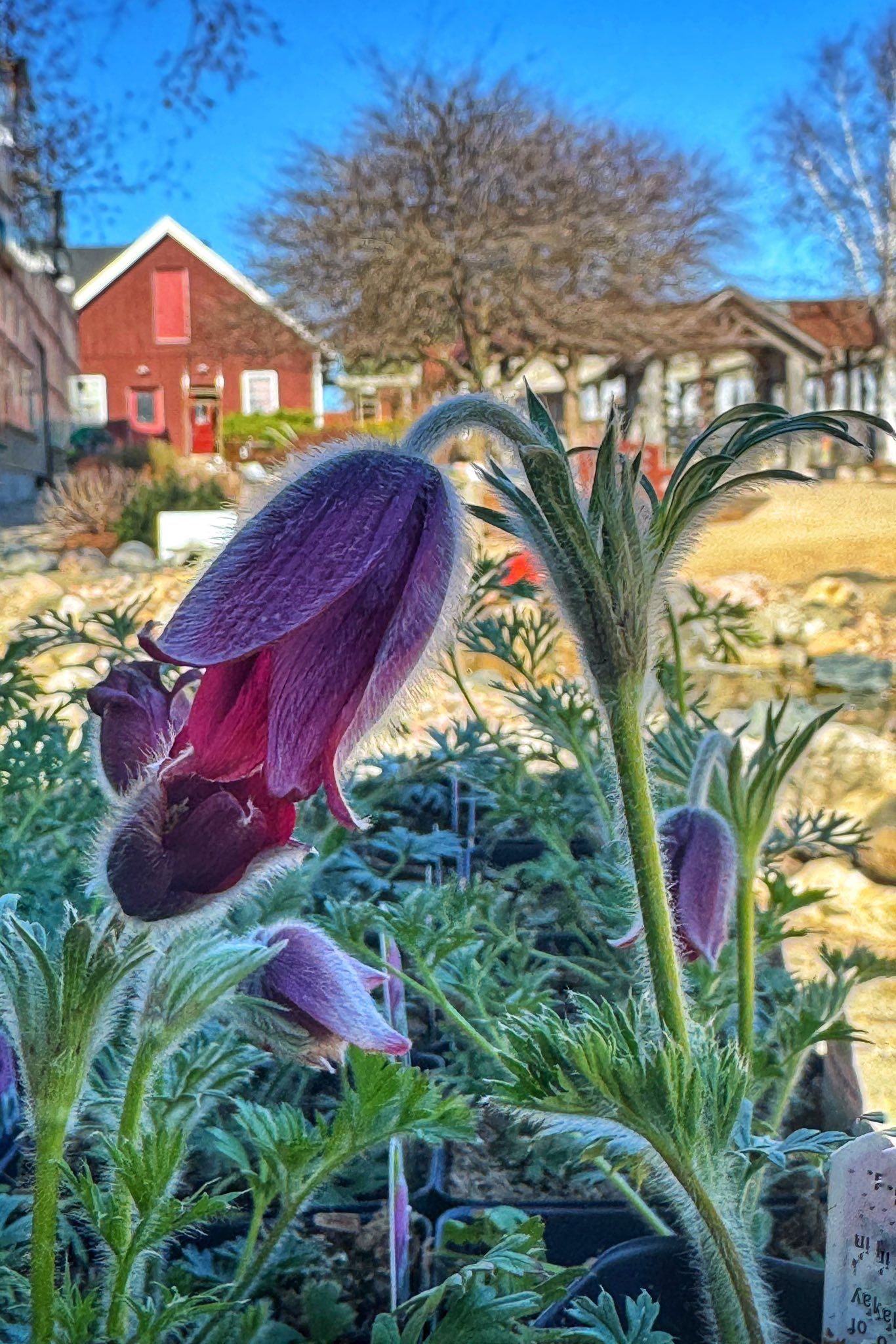 Ebert's Anemone (pasque flower) Facebook