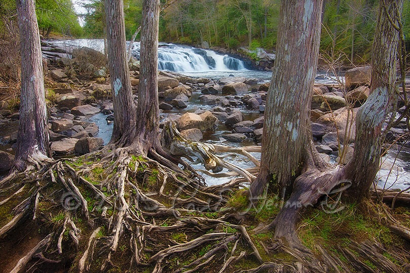 The Wild - Explore Spring in the Adirondacks Through the Lens 📷 Join ...