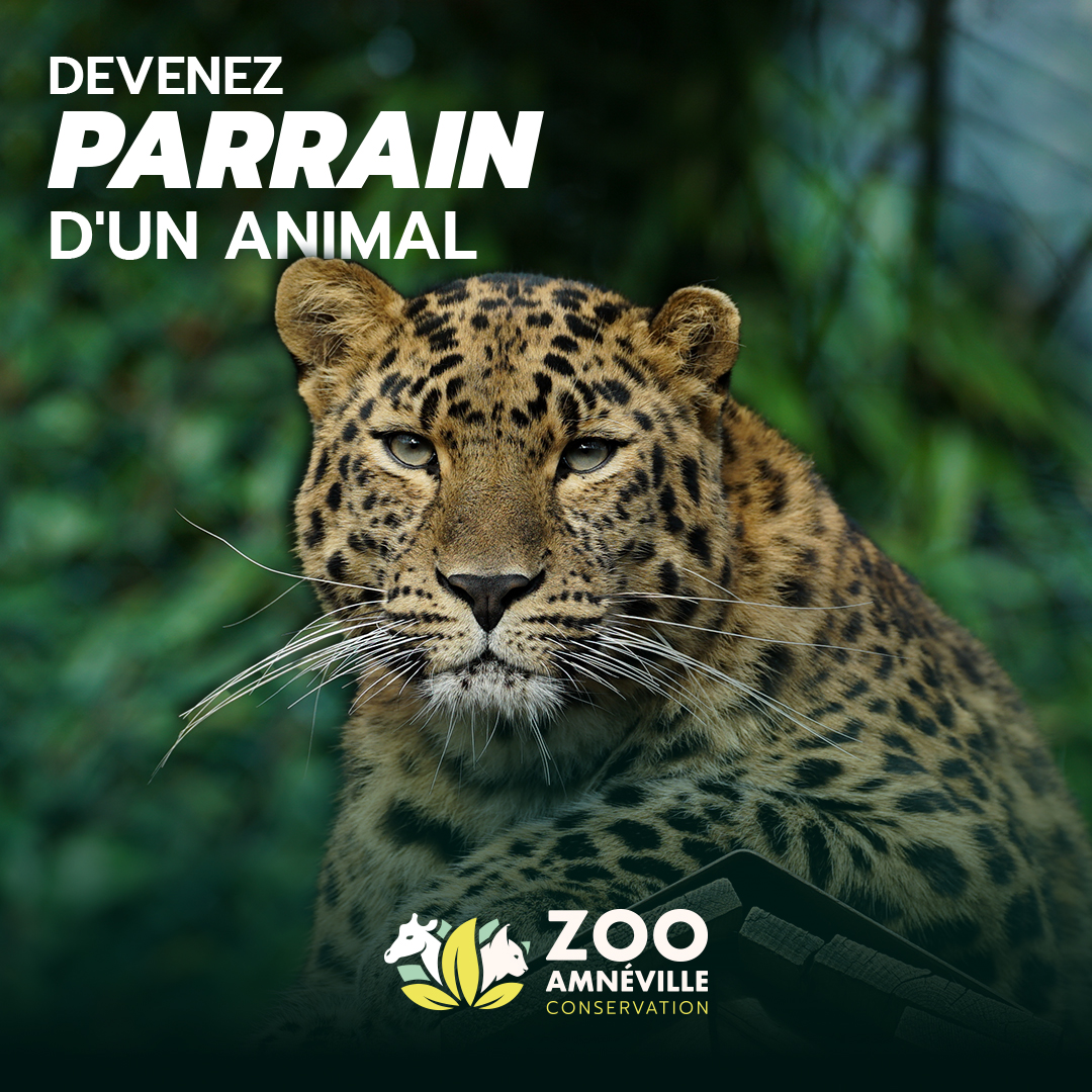 zoo-d-amn-ville-amn-ville