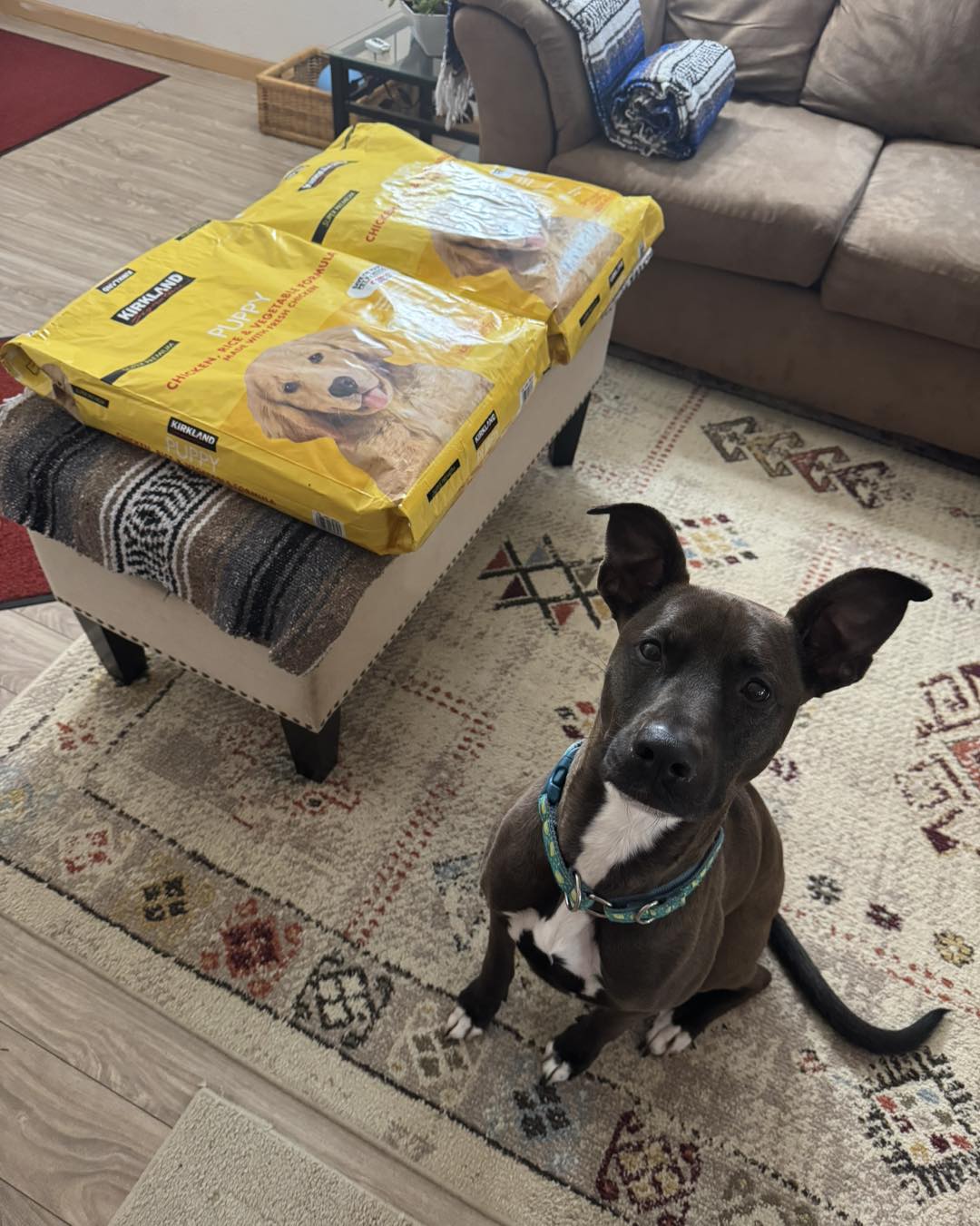 Pibble and All Paws Rescue | Lacey WA