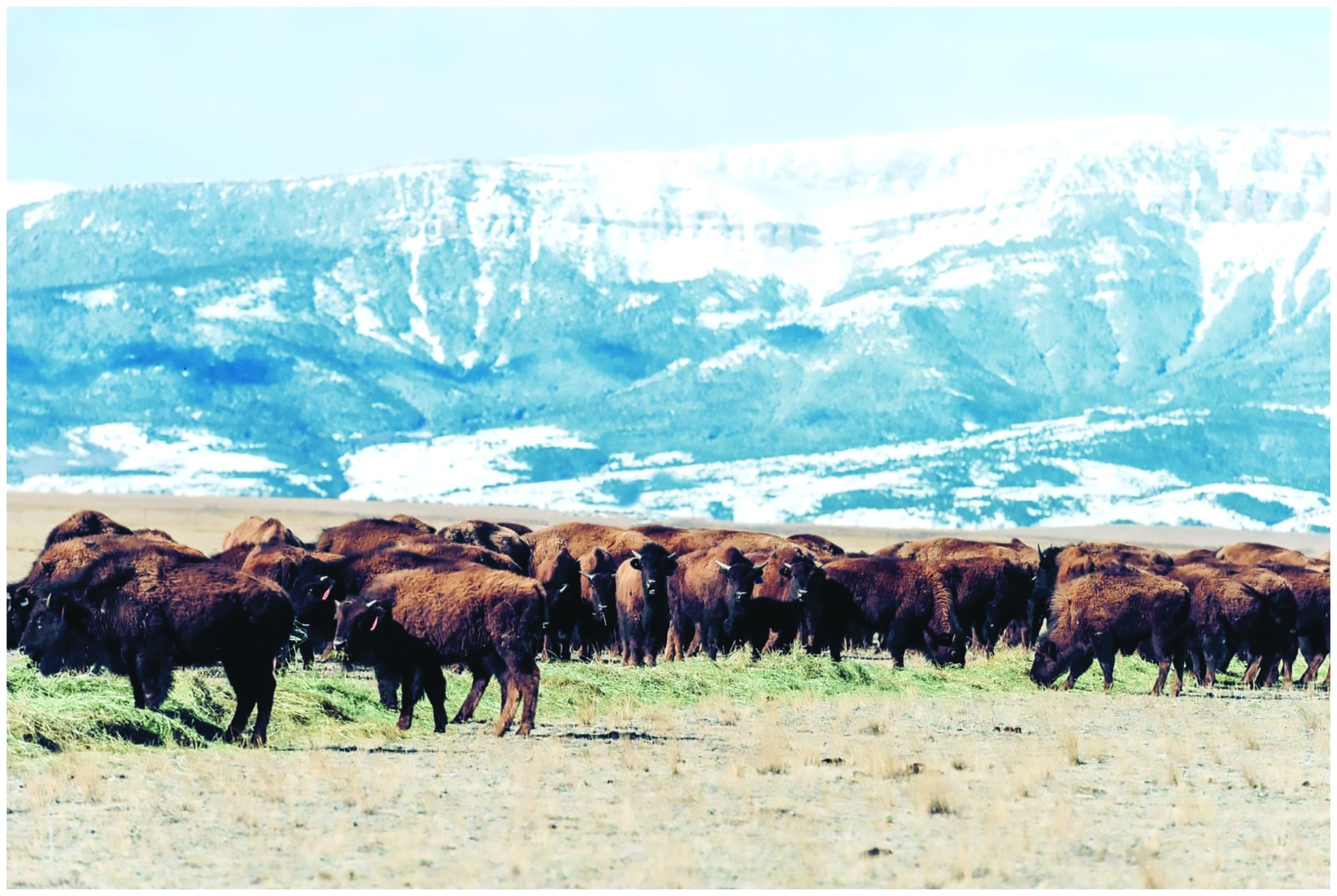 DIAMOND 4D RANCH WEBCAST BISON AUCTION