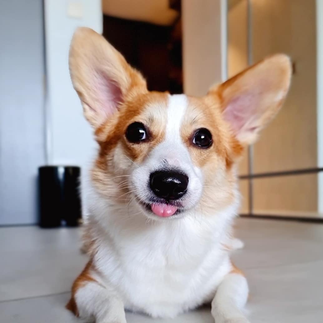 Shadow the Corgi
