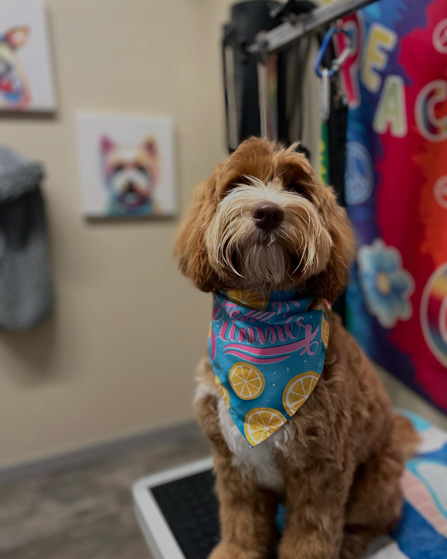 Beaches Jet Set Pets | Jacksonville Beach FL