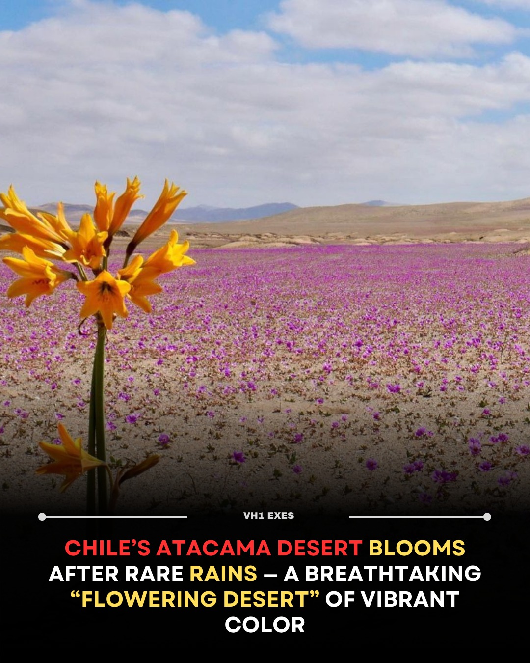 VH1 - Chile’s Atacama Desert, the driest place on Earth, has ...