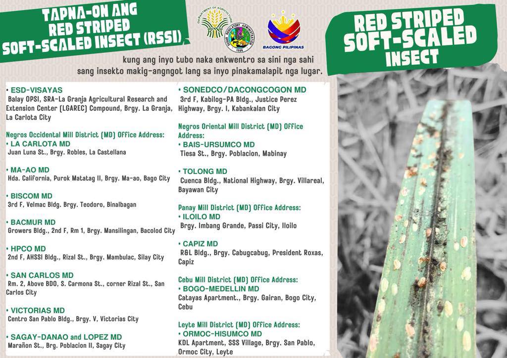 TAPNA-ON ANG RED STRIPED SOFT-SCALED... - Bago Agriculture | Facebook