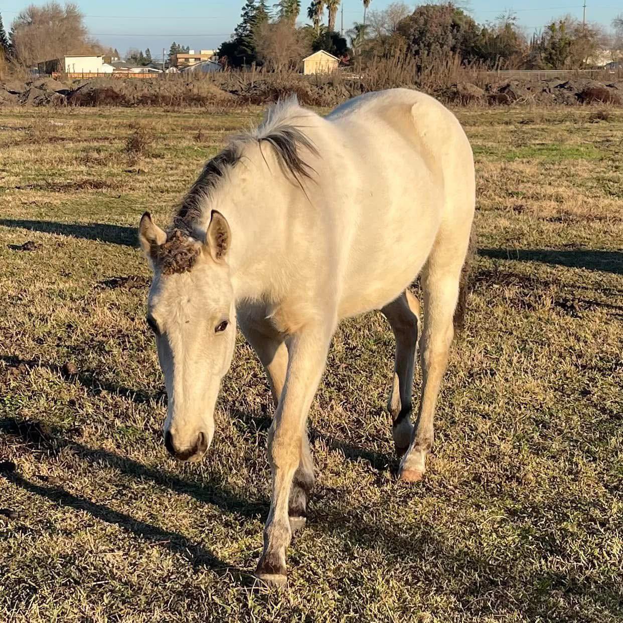 Collins Ranch Horse Sales... - Collins Ranch Horse Sales