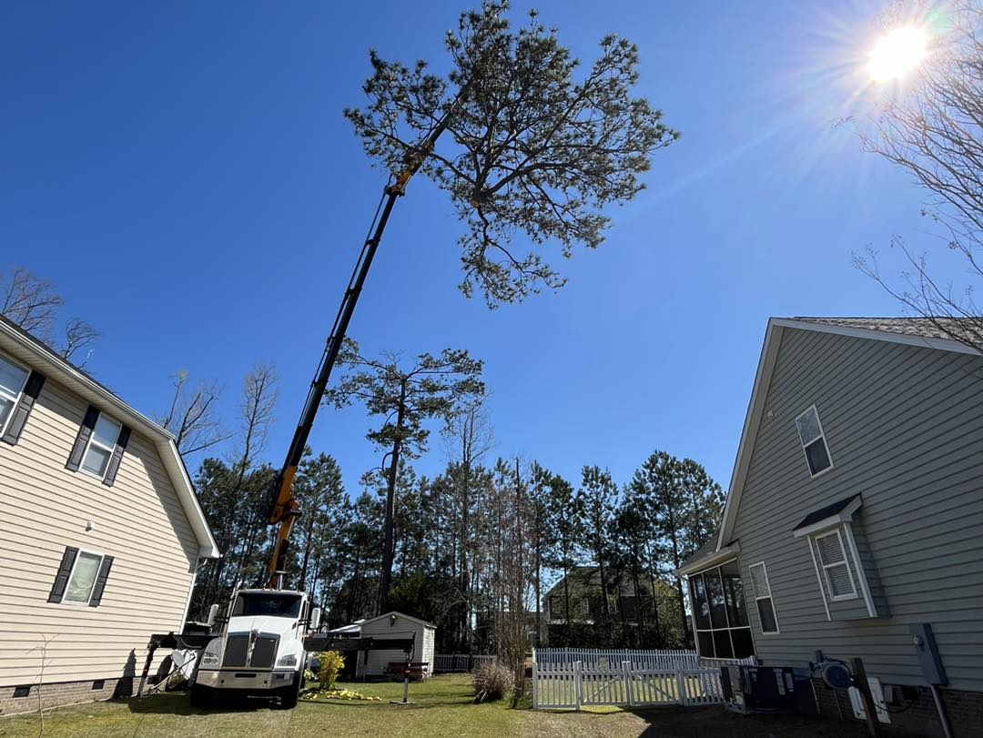 Ultimate Tree Service | Greenville NC