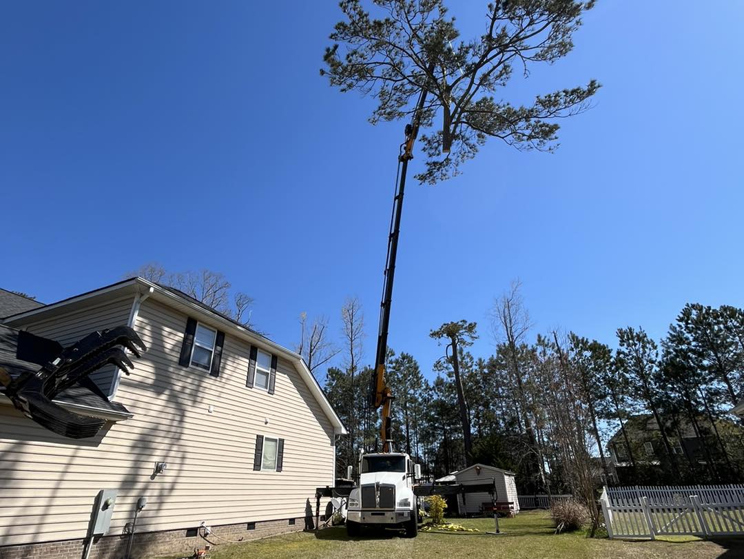 Ultimate Tree Service | Greenville NC