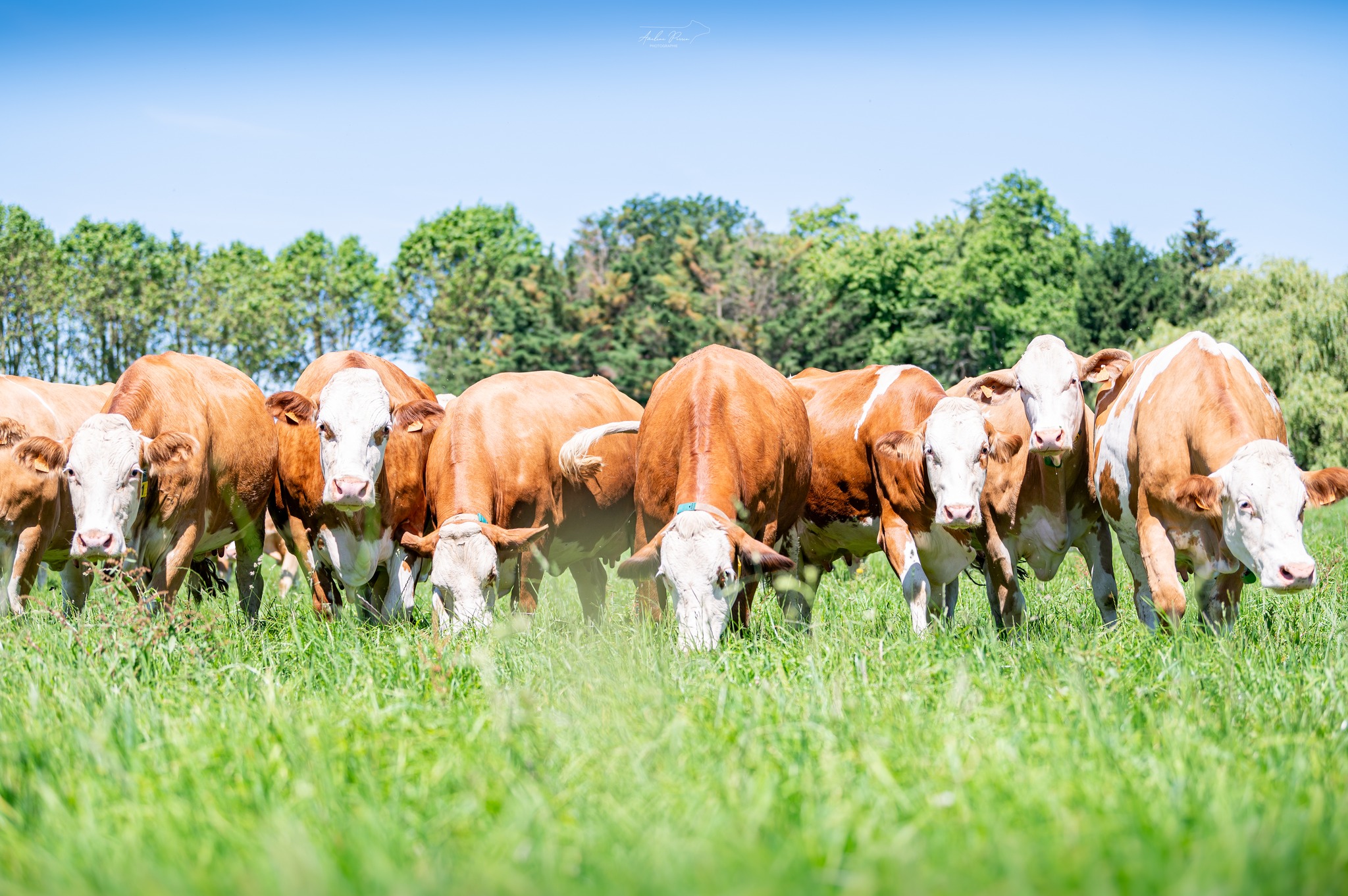 Simmental France | Dijon