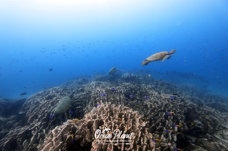 OCEAN PLANET / Hiroyuki Tomura Photography