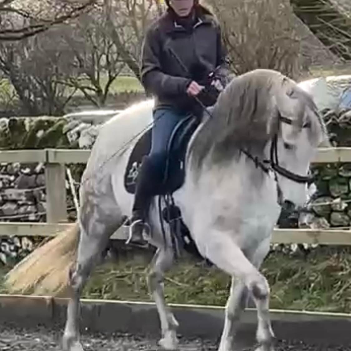 Little Malhamdale Hermes is getting some early village education whilst ...
