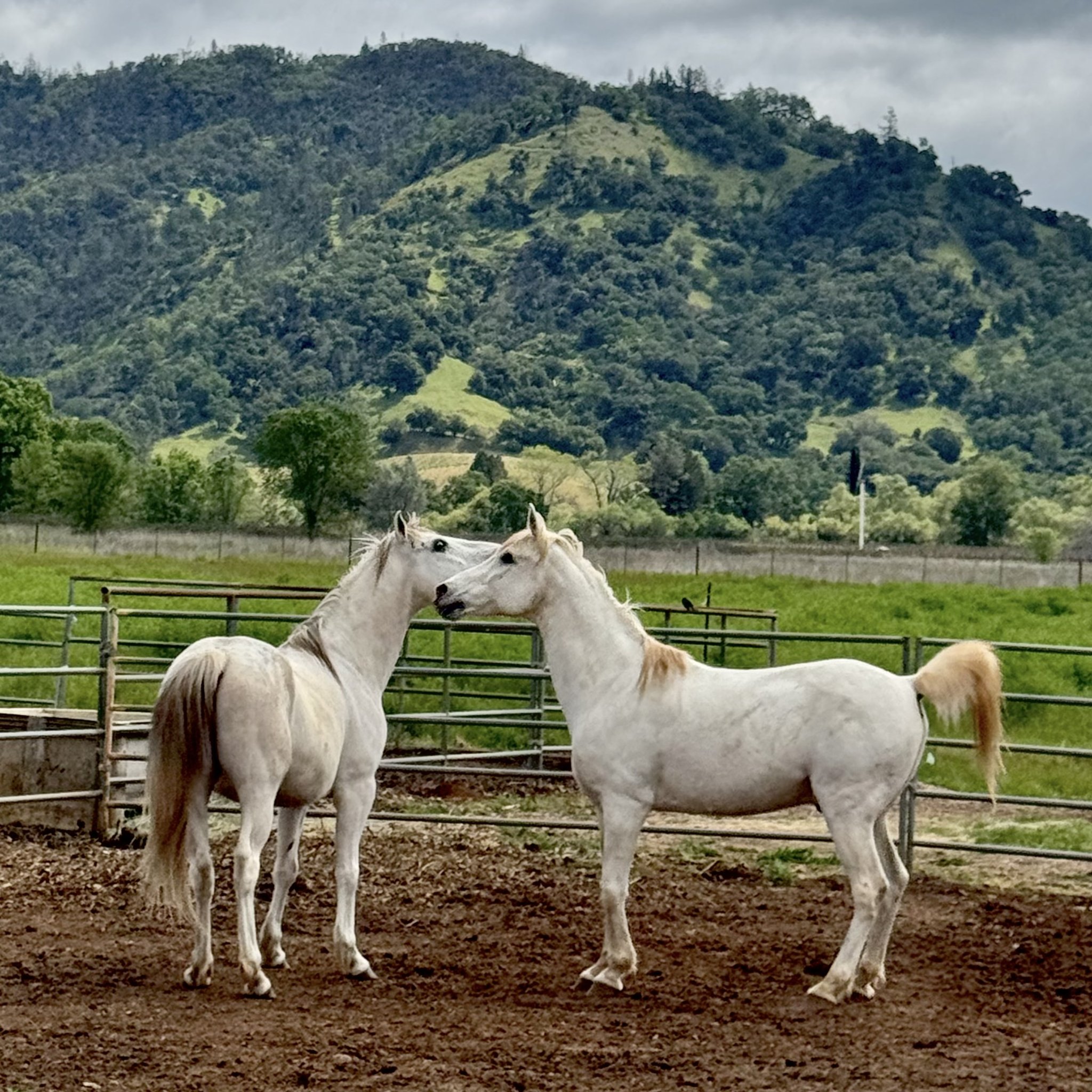 New friends? Neigh-bors Chance... - Sunrise Horse Rescue | Facebook