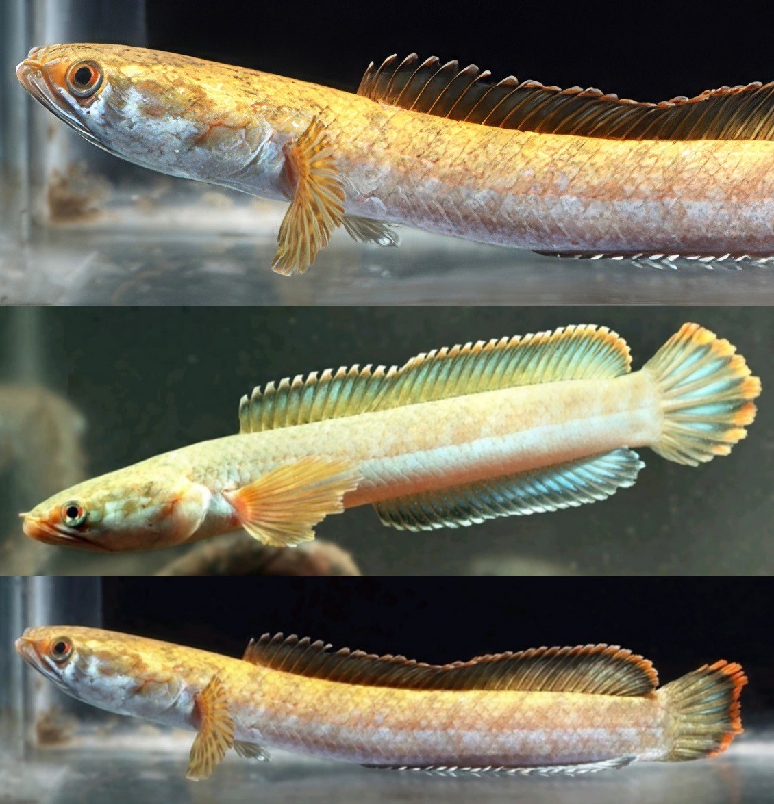 𝑅𝑎𝑘𝑡ℎ𝑎𝑚𝑖𝑐ℎ𝑡ℎ𝑦𝑠 𝑎𝑛𝑐ℎ𝑖, a new species of phreatobitic