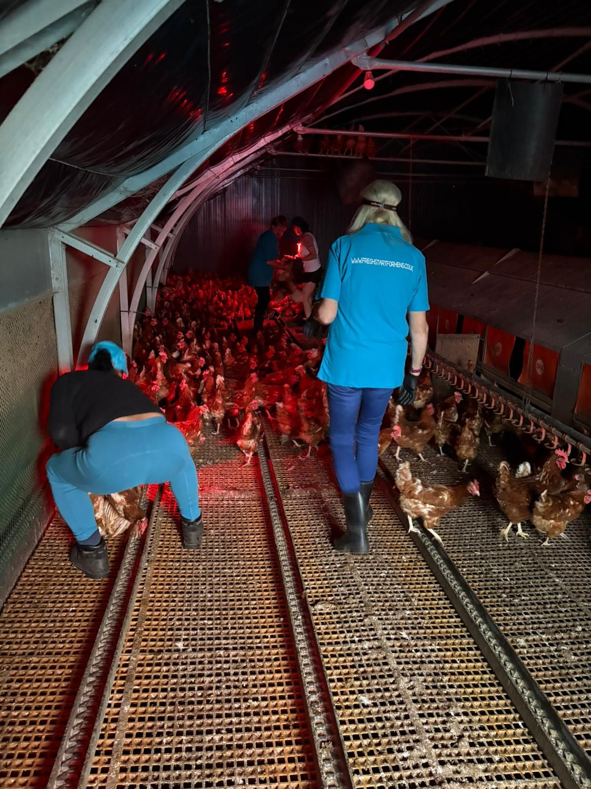 Fresh - Our farm team are on fire this morning! After a rather rude 4am ...