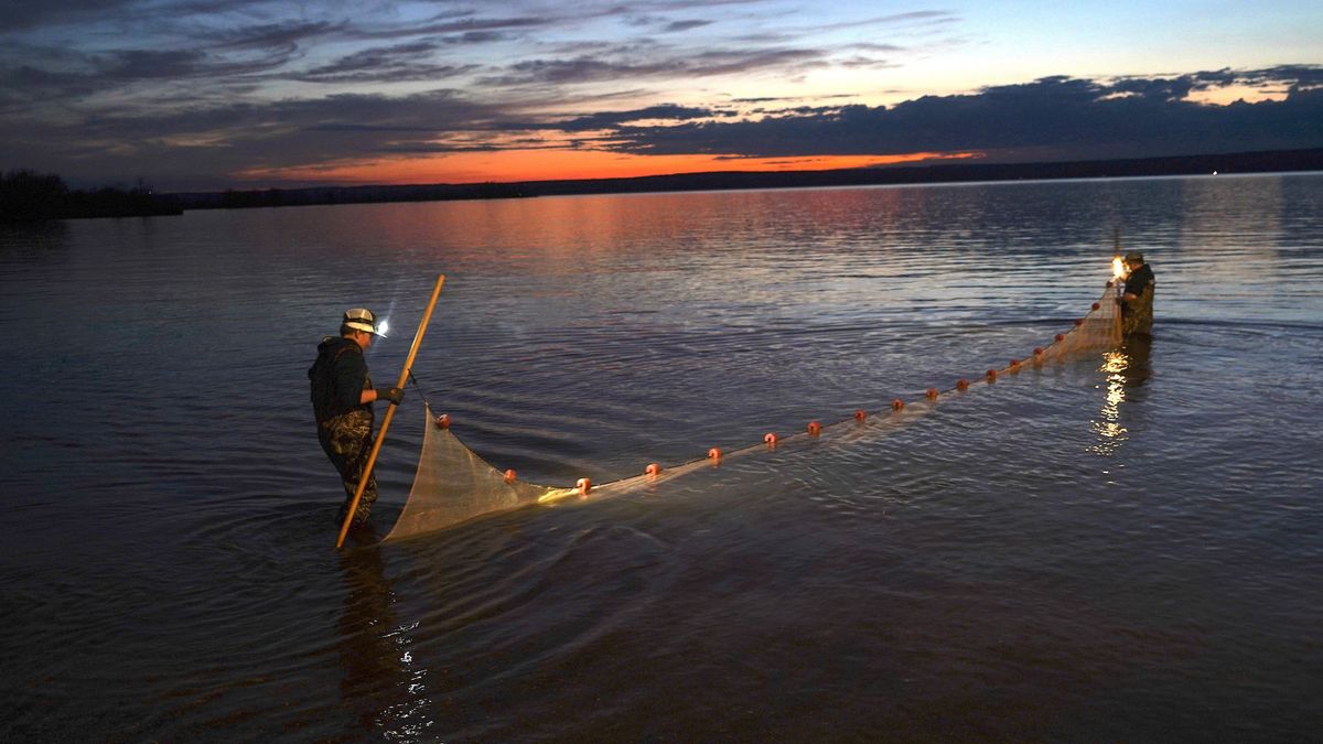 dip net fishing for smelt Multi Bait Standard Electrofishing Dip Nets