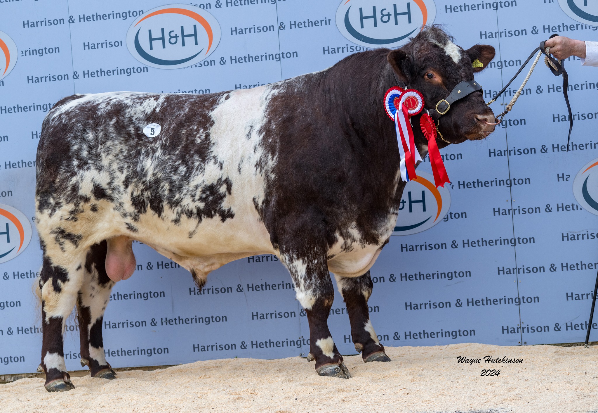 Beef Shorthorn Cattle Society UK